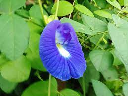 Pernahkah anda mendengar istilah bunga telang sebelum ini? Lima Manfaat Bunga Telang Untuk Kesehatan