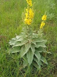 Image result for Dicoma capensis