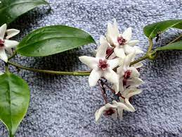 Pin On Favorite Plants