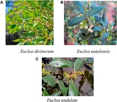 Image result for Euclea undulata