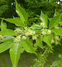 Image result for Maclura