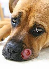 Abnormal cell growth usually appears as flat patches. Mouth Cancer In Dogs Lovetoknow