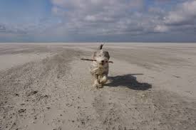 We did not find results for: Warum Julchen Die Insel Amrum Mag