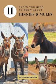 Manatee, mandrill, monkey, moose, mouse, mule. Hinny Vs Mule 11 Facts You Need To Know Helpful Horse Hints