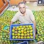 Natural Mangoes Chennai from organicshandy.com