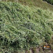 Alfalfa Hay Alfalfa Hay Alfalfa Grass Hay
