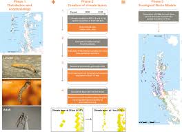 At 12mm (1/2 inch) long, it is the largest purely terrestrial animal on the continent. Assessing Distribution Shifts And Ecophysiological Characteristics Of The Only Antarctic Winged Midge Under Climate Change Scenarios Scientific Reports