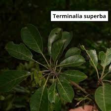 Image result for Terminalia superba