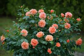 Check spelling or type a new query. 10 Gorgeous New Roses To Grow For 2018 Hgtv