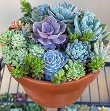 Order succulent plants, cuttings, seeds and more. How To Propagate Succulents Cuttings Best Way To Root Succulents Indoor Plants