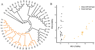 Image result for Oenanthe mildbraedii