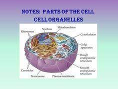 Teaching tools in plant biology. Cell Organelles Powerpoint Presentation Biology Review Ap Biology Biology Online