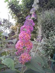 Buddleja Flower Power Kopen Best Flower Wallpaper
