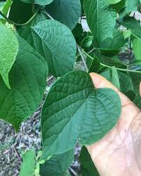 Image result for Alangium chinense