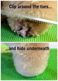 Trick To Help Keep Feet Clean And Toes Knot Free Clip Around The Toes Like A Bedlington And Disguise With A La Dog Grooming Puppy Grooming Dog Grooming Diy