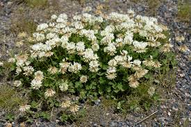 Image result for Trifolium baccarinii