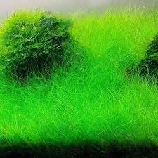 Image result for Eleocharis variegata