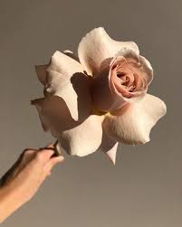 Open 6 days a week, desflora doors are always open to florists, stylists, wedding & event planners, cake makers, interior designers and anyone that needs flowers for business needs. Miopic On Twitter In 2021 Flower Aesthetic Flowers Floating Flowers