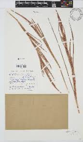 Image result for Chloris mossambicensis