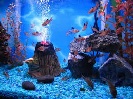 I Really Love The Setup Of This Aquarium I Like How There Is A Small Volcano Bubbler In The Middle As Well My Hsu Tropical Fish Store Tropical Fish Fish Tank