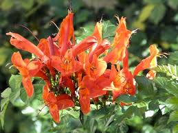 Image result for Tecomaria capensis