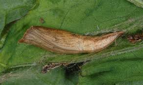 Image result for Timandra comae