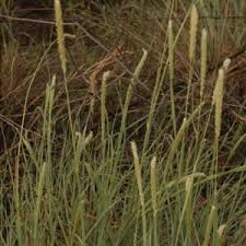 Image result for Andropogon festuciformis