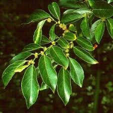 Image result for Bridelia mollis