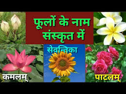 Flowers and names in hindi. Flowers Name In Sanskrit Hindi English à¤« à¤² à¤• à¤¨ à¤® à¤¸ à¤¸ à¤• à¤¤ à¤¹ à¤¦ à¤‡ à¤— à¤² à¤¶ à¤®