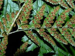 Image result for Arachniodes webbiana