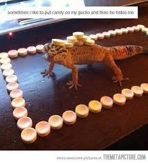 Leopard gecko coloring page 3. Leopard Gecko Love On Pinterest Leopard Geckos Lizards And Leopards