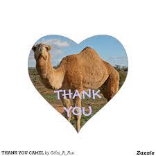 Camels' humps and their other adaptations have made them the preferred animal for desert travel for thousands of years, going places where no other vehicle or transport can go. Customer Appreciation Hump Day Fat Harolds Beach Club