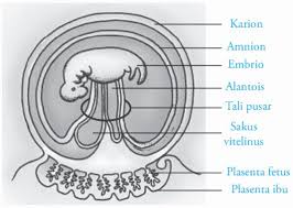 Gastrula adalah bentukan lanjutan dari blastula yang pelekukan tubuhnya sudah semakin nyata dan mempunyai lapisan dinding tubuh embrio serta. Pembuahan Fertilisasi Kehamilan Gestasi Dan Persalinan Partus