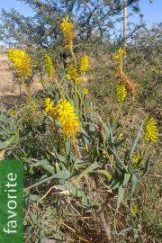 Image result for Mimulopsis arborescens