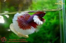 Nhan Giống Ca Betta Betta Sales