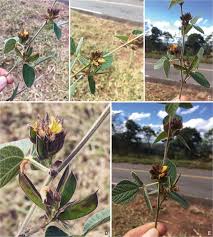 Image result for Rhynchosia elegans