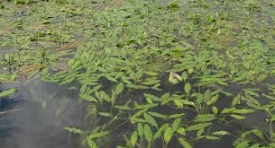 Image result for Potamogeton schweinfurthii