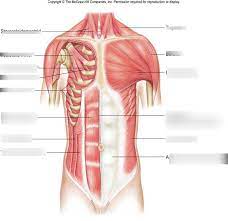 Rectus abdominis and external oblique from a muscular view, the ventral abdomen consists of the rectus abdominis and the pyramidal muscles. Muscles Of Anterior Chest And Abdominal Wall Diagram Quizlet