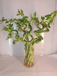 Image result for Dracaena sanderiana