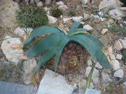 Image result for Ammocharis