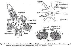 Mouth shape and tooth structure vary greatly in fishes, depending on the kind of food normally eaten. Macrophagy In Star Fish With Diagram