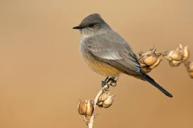 Common Birds Of West Texas Say S Phoebe Say S Phoebe At Swim Two Birds Phoebe