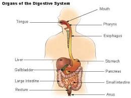 Can the digestive system be improved? Digestive System Lesson Teachengineering