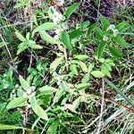 Image result for Lippia javanica