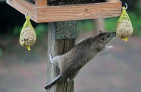 Was kann ich gegen ratten garten tun? Ratten Anzeichen Folgen Und Bekampfung