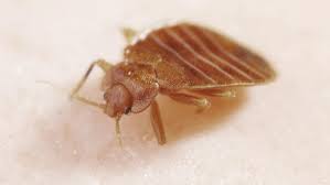 Clean rooms & comfortable beds. How To Avoid Bed Bugs When You Travel