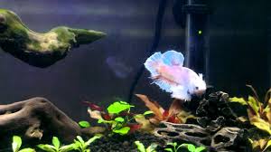 Fancy dumbo ear betta just a friendly reminder that we will be closed tomorrow 1/1/19 for new years day. Elephant Ear Betta In Petco Bookshelf Aquarium Youtube