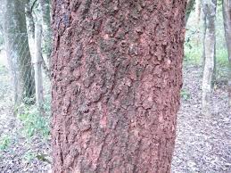 Image result for Warburgia ugandensis