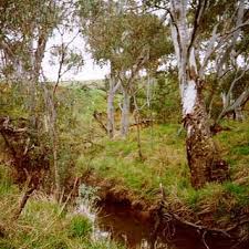 Image result for Sartidia angolensis