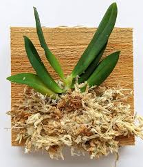 Image result for Schizochilus